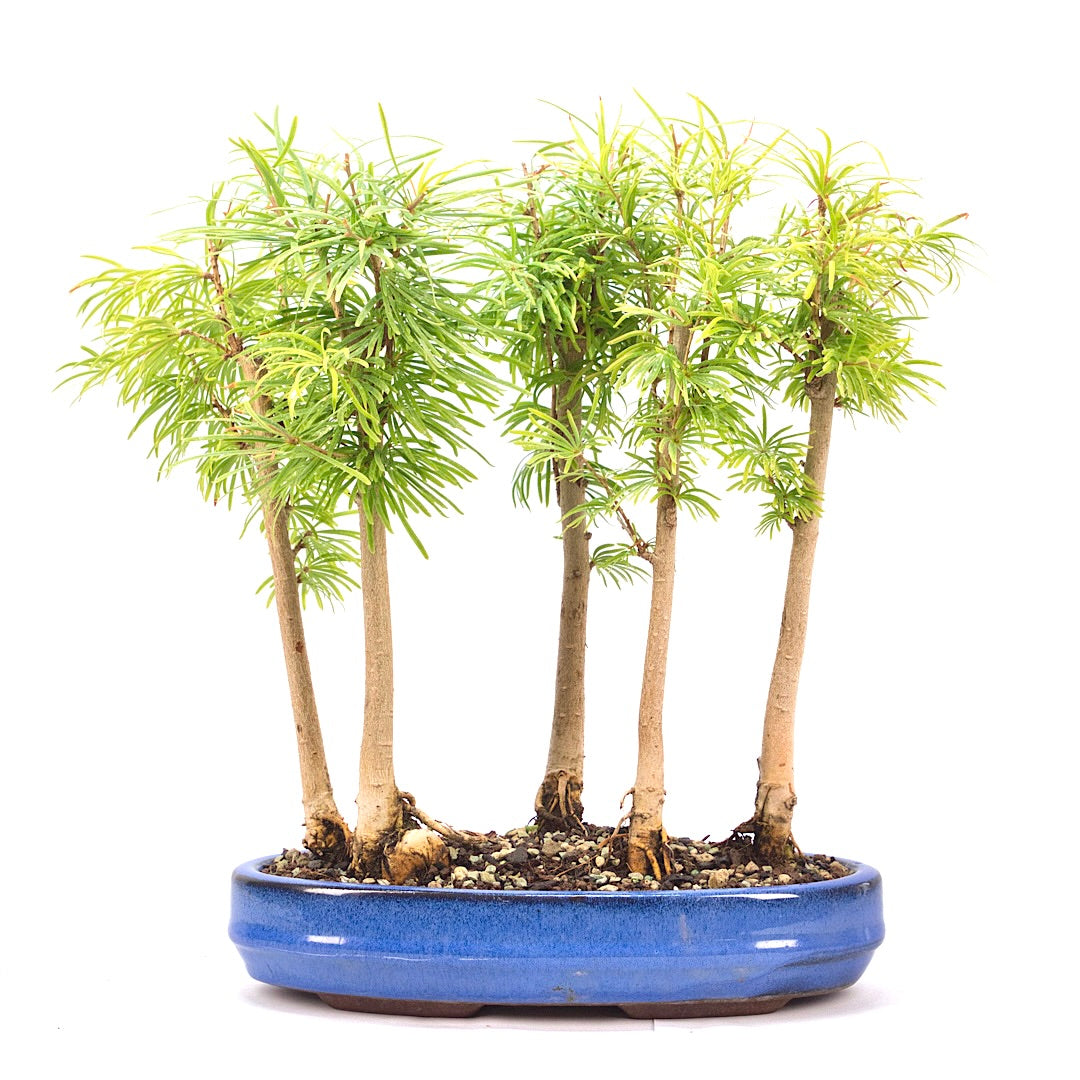 Goldlärche Wald 'Pseudolarix amabilis'